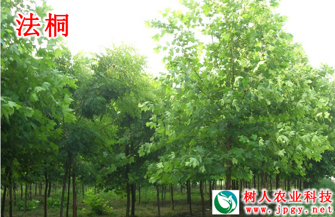 湖南樹人農林科技有限公司,湖南柑橘品種銷售,中國果樹網,常綠果樹類哪里好