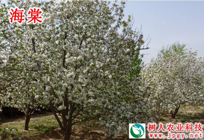 湖南樹人農(nóng)林科技有限公司,湖南柑橘品種銷售,中國果樹網(wǎng),常綠果樹類哪里好