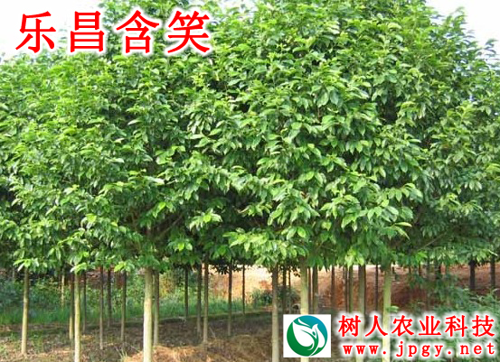 湖南樹人農林科技有限公司,湖南柑橘品種銷售,中國果樹網,常綠果樹類哪里好