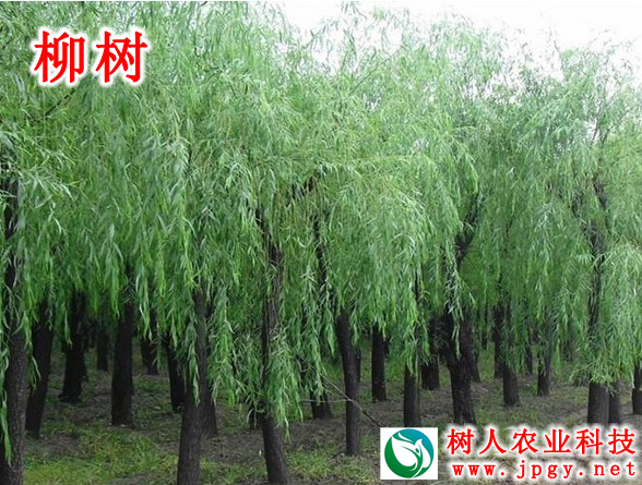 湖南樹人農(nóng)林科技有限公司,湖南柑橘品種銷售,中國果樹網(wǎng),常綠果樹類哪里好