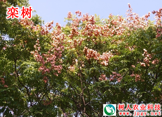 湖南樹人農(nóng)林科技有限公司,湖南柑橘品種銷售,中國果樹網(wǎng),常綠果樹類哪里好