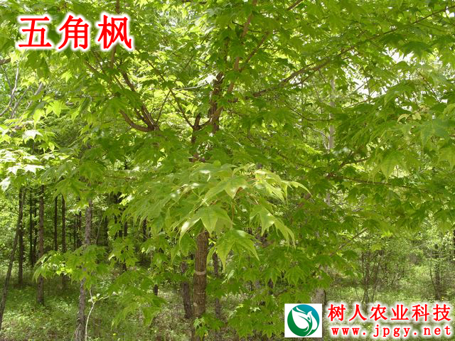 湖南樹人農林科技有限公司,湖南柑橘品種銷售,中國果樹網,常綠果樹類哪里好