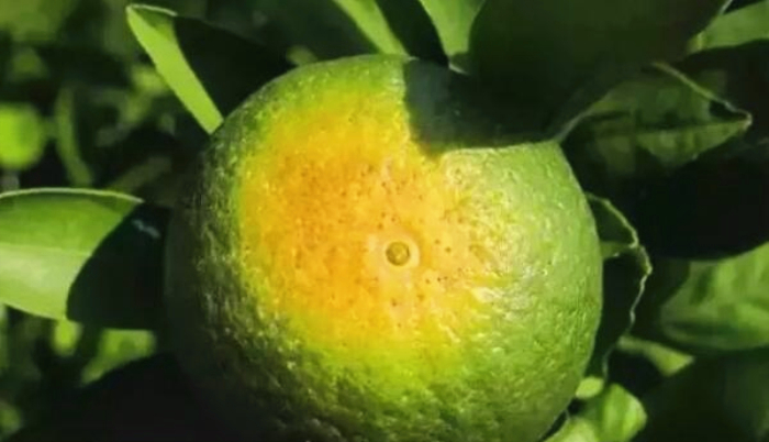 湖南樹人農林科技有限公司,湖南柑橘品種銷售,中國果樹網,常綠果樹類哪里好