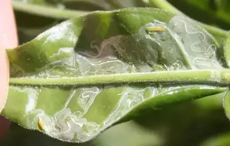 湖南樹人農林科技有限公司,湖南柑橘品種銷售,中國果樹網,常綠果樹類哪里好