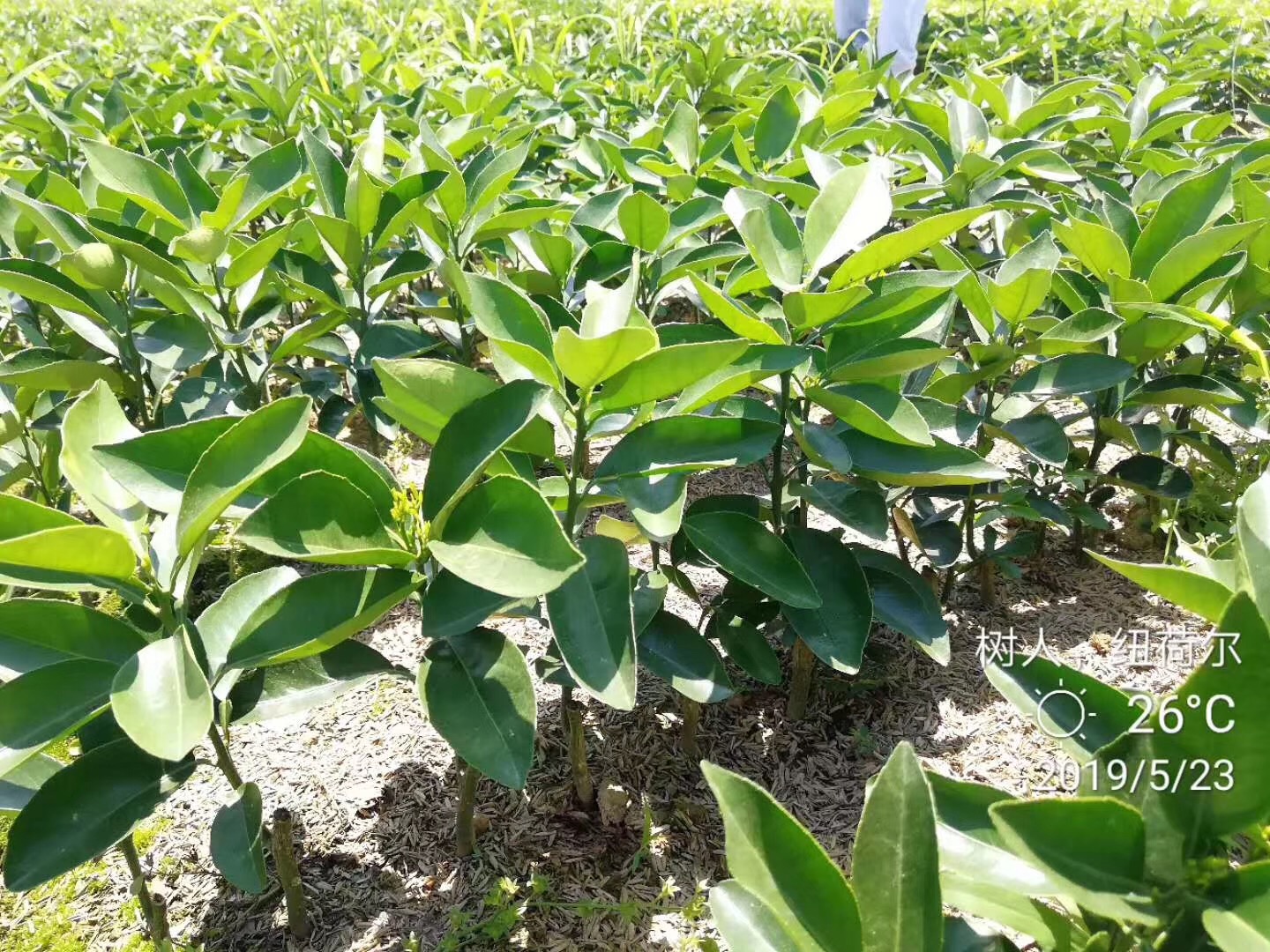 湖南樹人農(nóng)林科技有限公司,湖南柑橘品種銷售,中國(guó)果樹網(wǎng),常綠果樹類哪里好