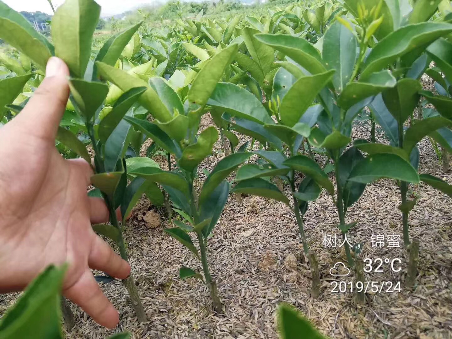 湖南樹人農(nóng)林科技有限公司,湖南柑橘品種銷售,中國(guó)果樹網(wǎng),常綠果樹類哪里好