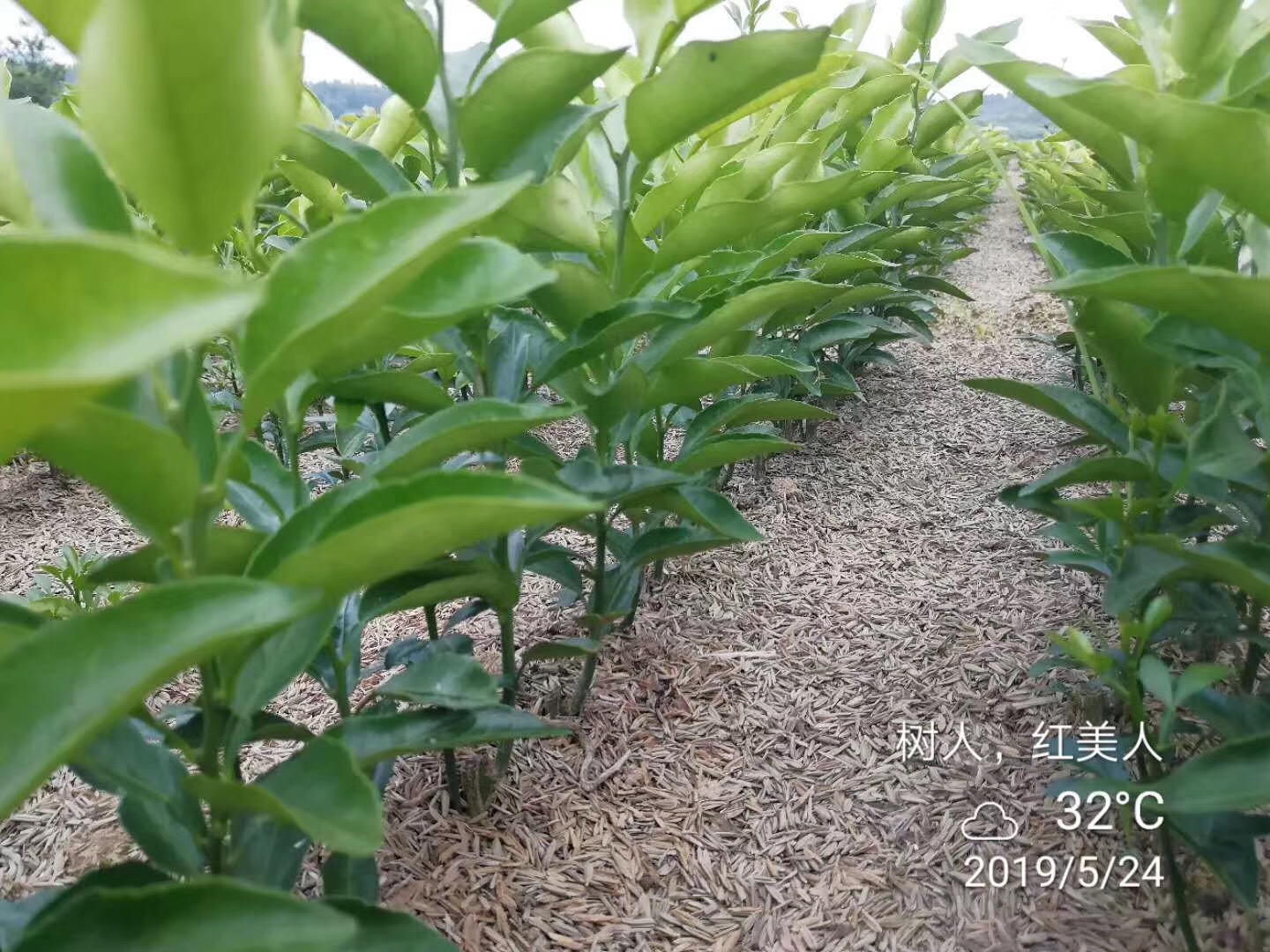 湖南樹人農(nóng)林科技有限公司,湖南柑橘品種銷售,中國(guó)果樹網(wǎng),常綠果樹類哪里好