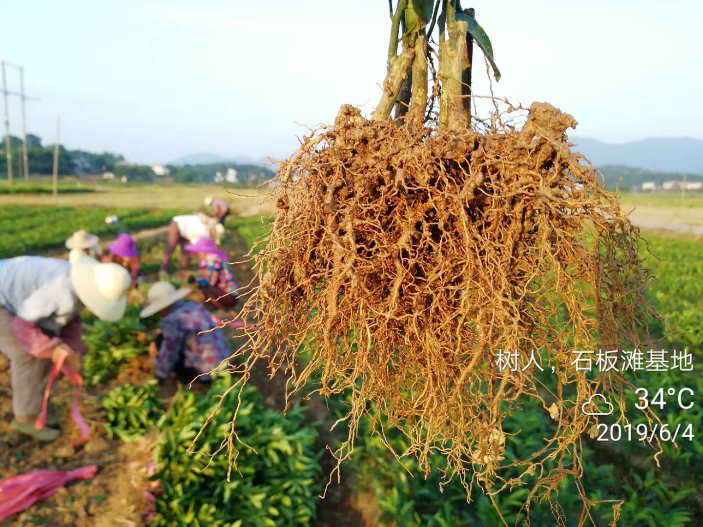 湖南樹人農(nóng)林科技有限公司,湖南柑橘品種銷售,中國果樹網(wǎng),常綠果樹類哪里好