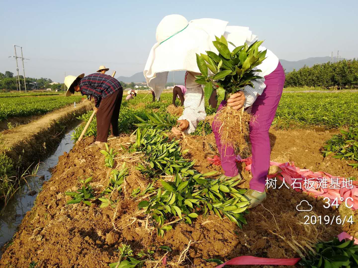 湖南樹人農(nóng)林科技有限公司,湖南柑橘品種銷售,中國果樹網(wǎng),常綠果樹類哪里好