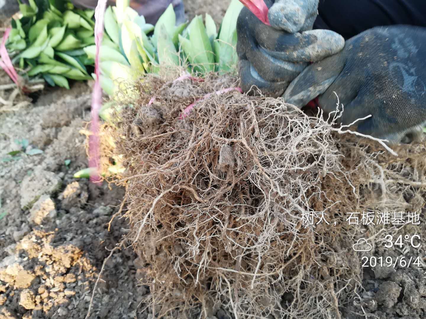 湖南樹人農(nóng)林科技有限公司,湖南柑橘品種銷售,中國果樹網(wǎng),常綠果樹類哪里好