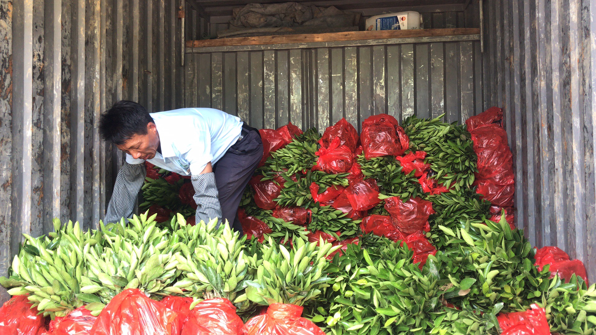 湖南樹人農(nóng)林科技有限公司,湖南柑橘品種銷售,中國果樹網(wǎng),常綠果樹類哪里好