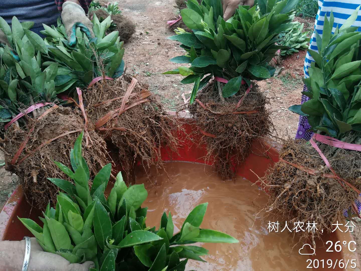 湖南樹人農(nóng)林科技有限公司,湖南柑橘品種銷售,中國果樹網(wǎng),常綠果樹類哪里好