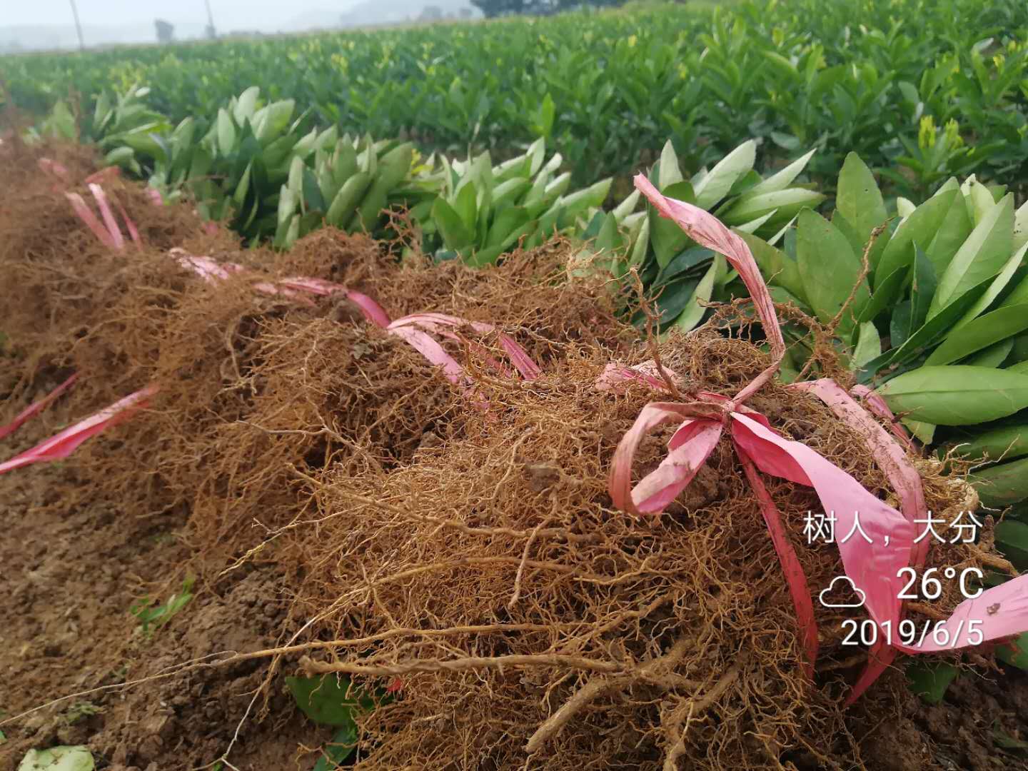 湖南樹人農(nóng)林科技有限公司,湖南柑橘品種銷售,中國果樹網(wǎng),常綠果樹類哪里好