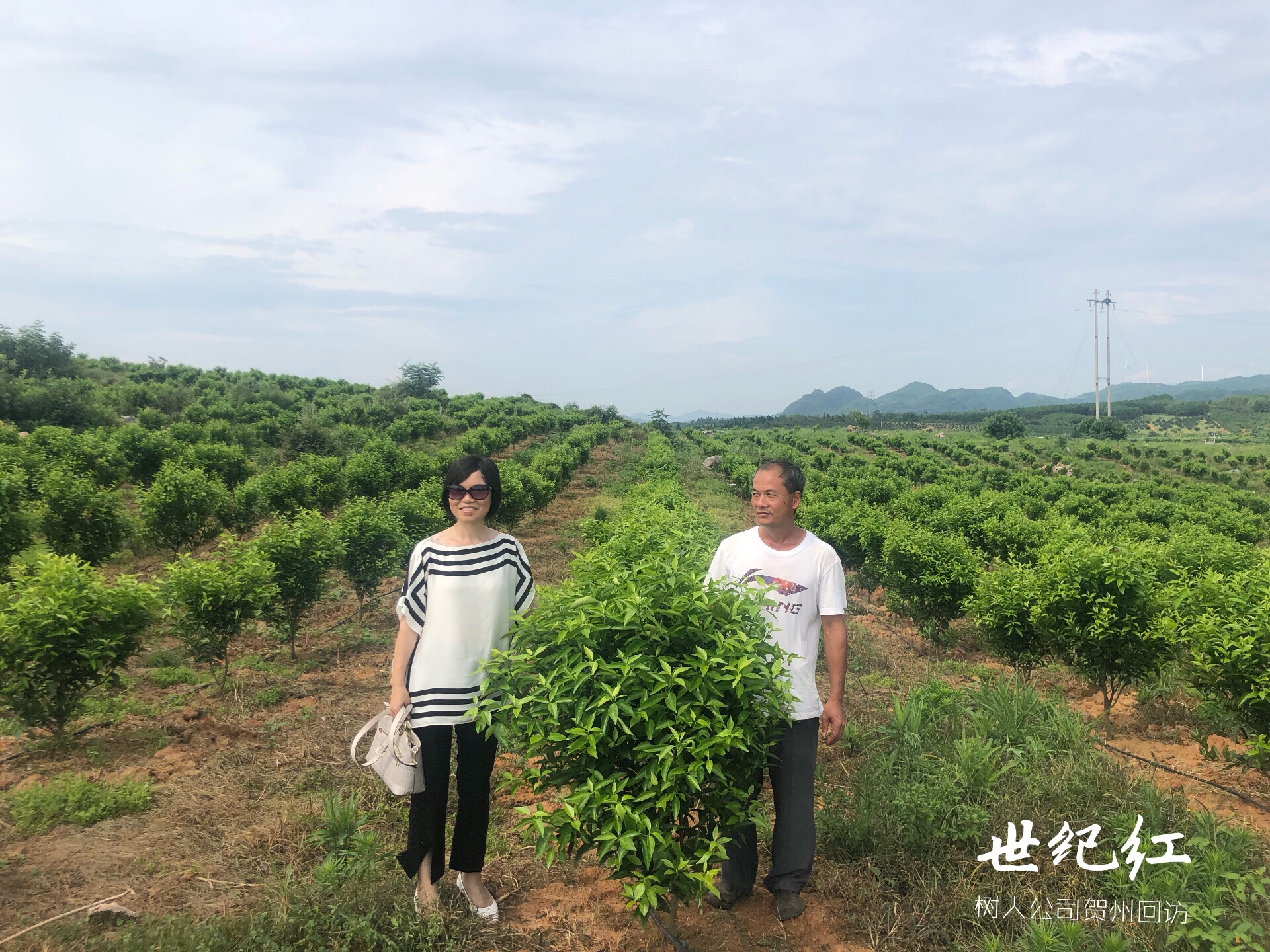 湖南樹人農(nóng)林科技有限公司,湖南柑橘品種銷售,中國果樹網(wǎng),常綠果樹類哪里好