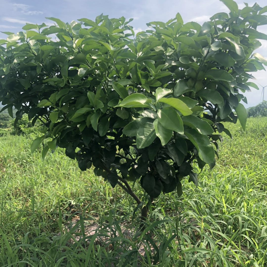 湖南樹人農(nóng)林科技有限公司,湖南柑橘品種銷售,中國果樹網(wǎng),常綠果樹類哪里好