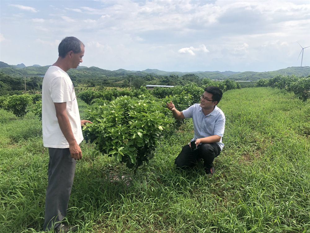 湖南樹人農林科技有限公司,湖南柑橘品種銷售,中國果樹網,常綠果樹類哪里好