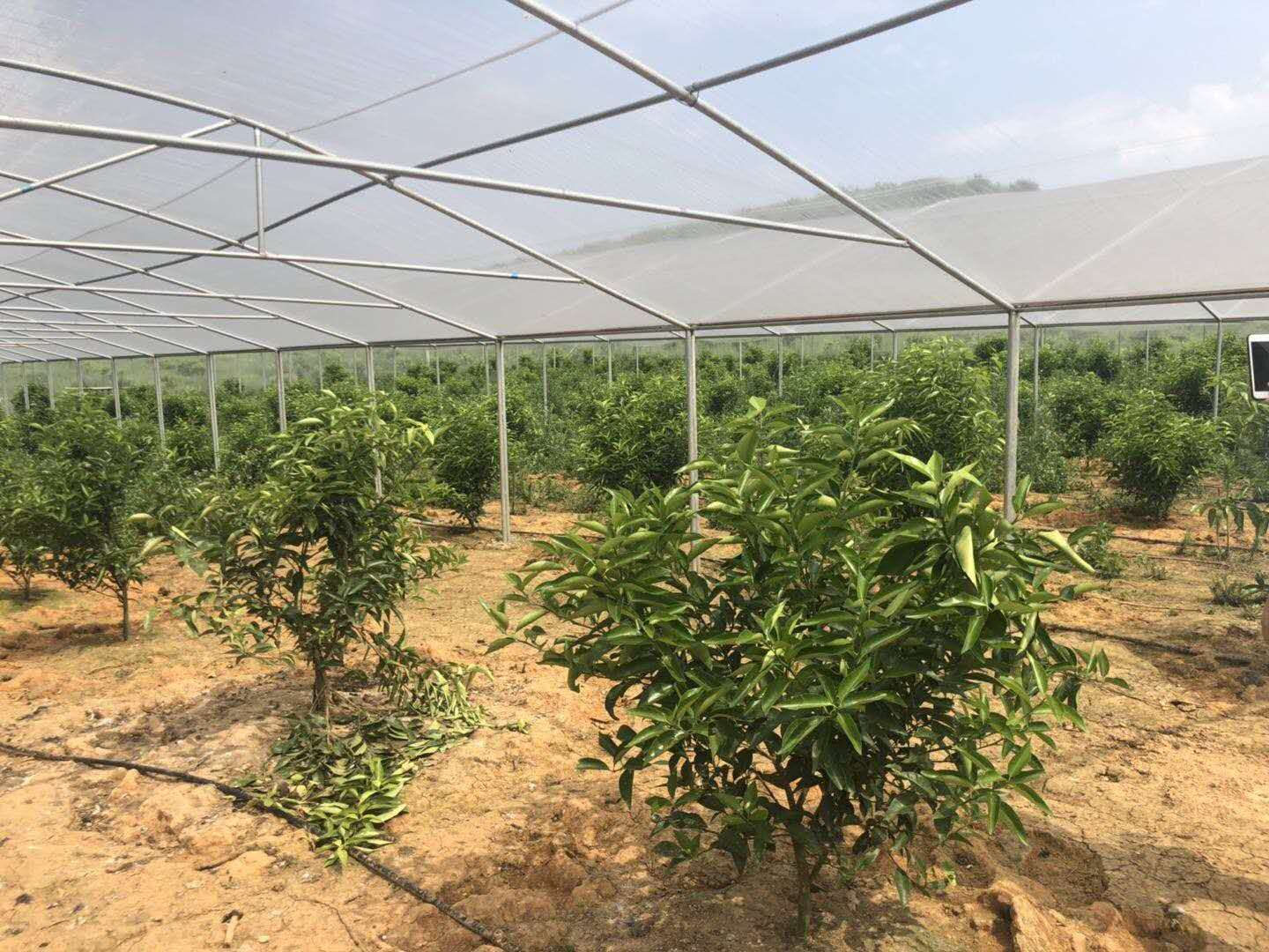 湖南樹人農林科技有限公司,湖南柑橘品種銷售,中國果樹網,常綠果樹類哪里好