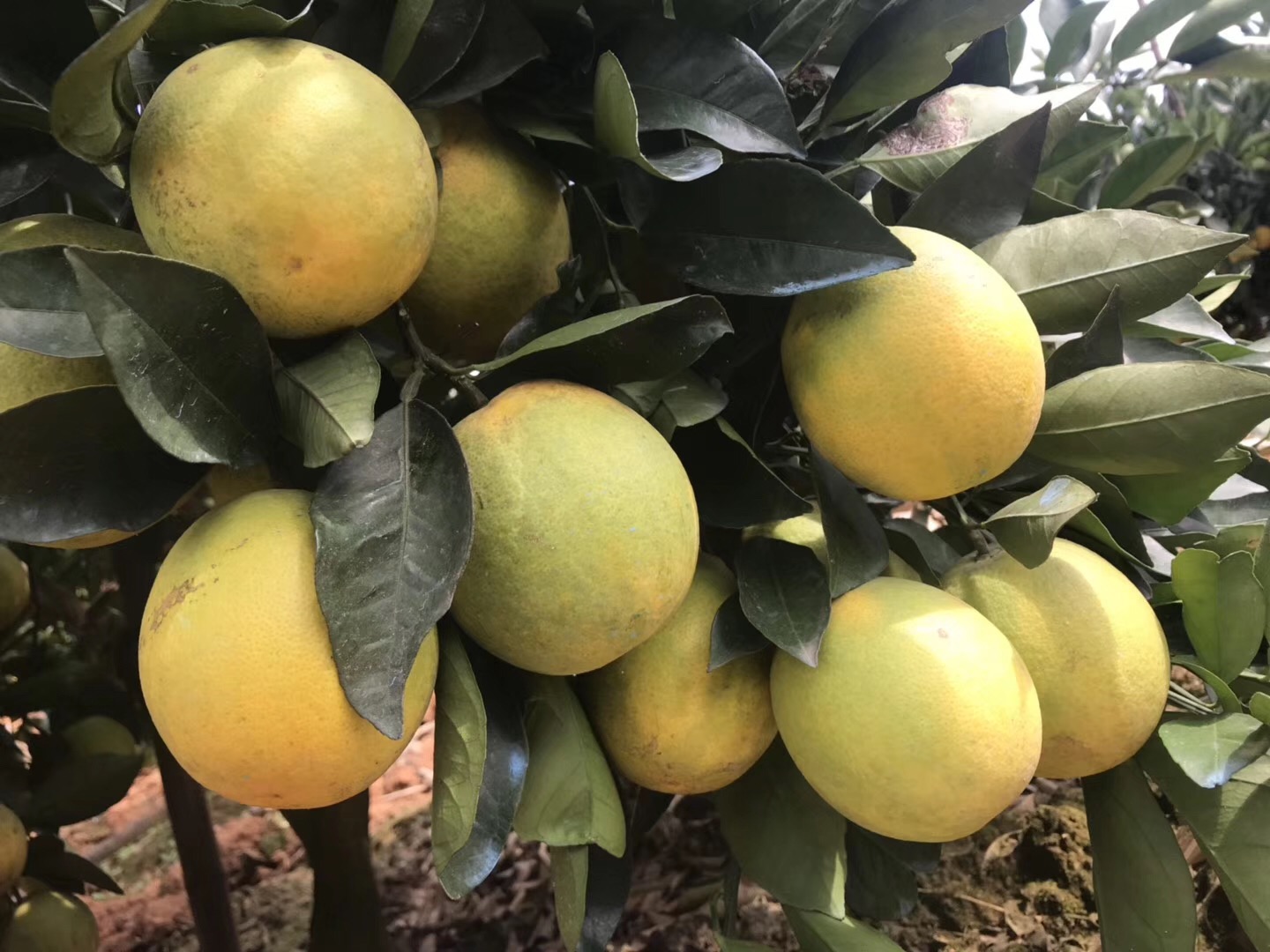 湖南樹人農(nóng)林科技有限公司,湖南柑橘品種銷售,中國果樹網(wǎng),常綠果樹類哪里好