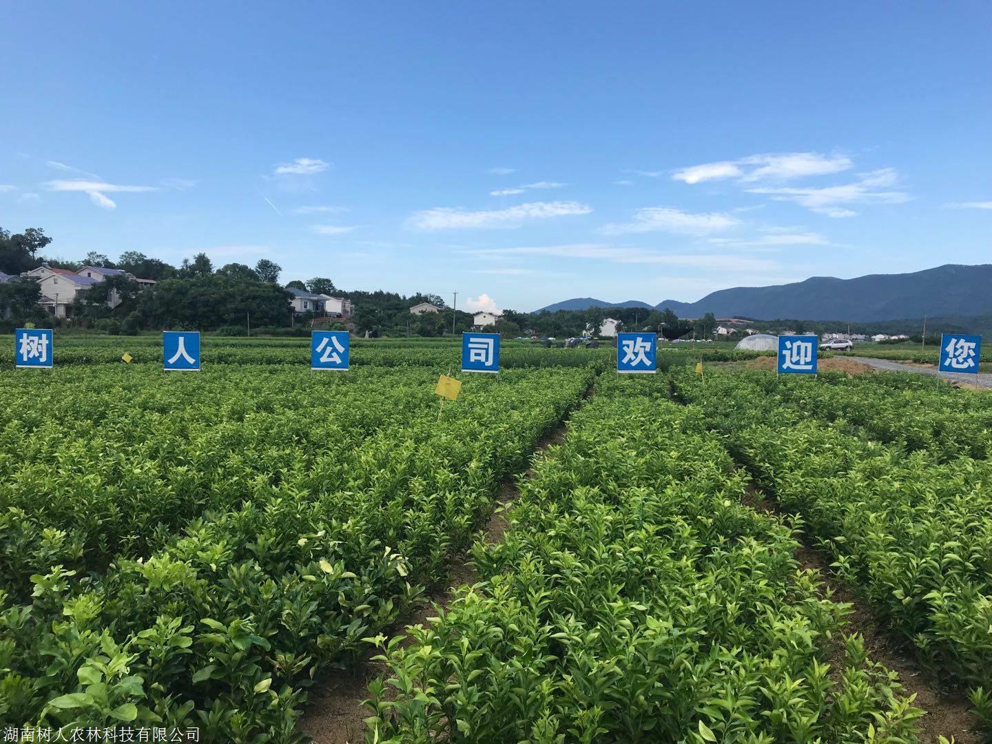 湖南樹人農(nóng)林科技有限公司,湖南柑橘品種銷售,中國(guó)果樹網(wǎng),常綠果樹類哪里好