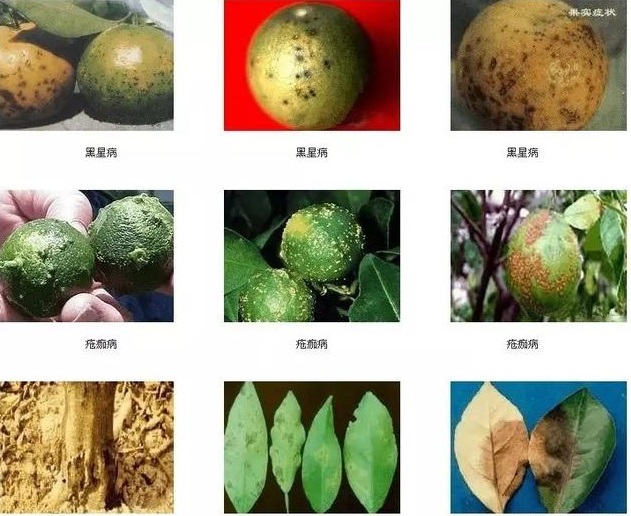 湖南樹人農(nóng)林科技有限公司,湖南柑橘品種銷售,中國果樹網(wǎng),常綠果樹類哪里好