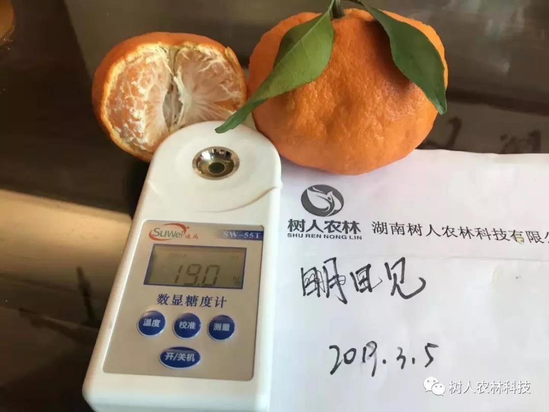 湖南樹人農林科技有限公司,湖南柑橘品種銷售,中國果樹網,常綠果樹類哪里好