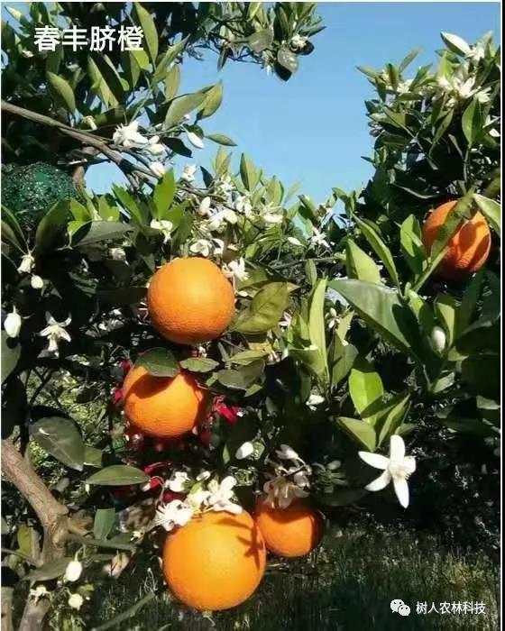 湖南樹人農林科技有限公司,湖南柑橘品種銷售,中國果樹網,常綠果樹類哪里好