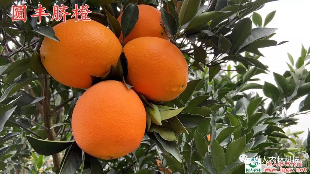 湖南樹人農林科技有限公司,湖南柑橘品種銷售,中國果樹網,常綠果樹類哪里好