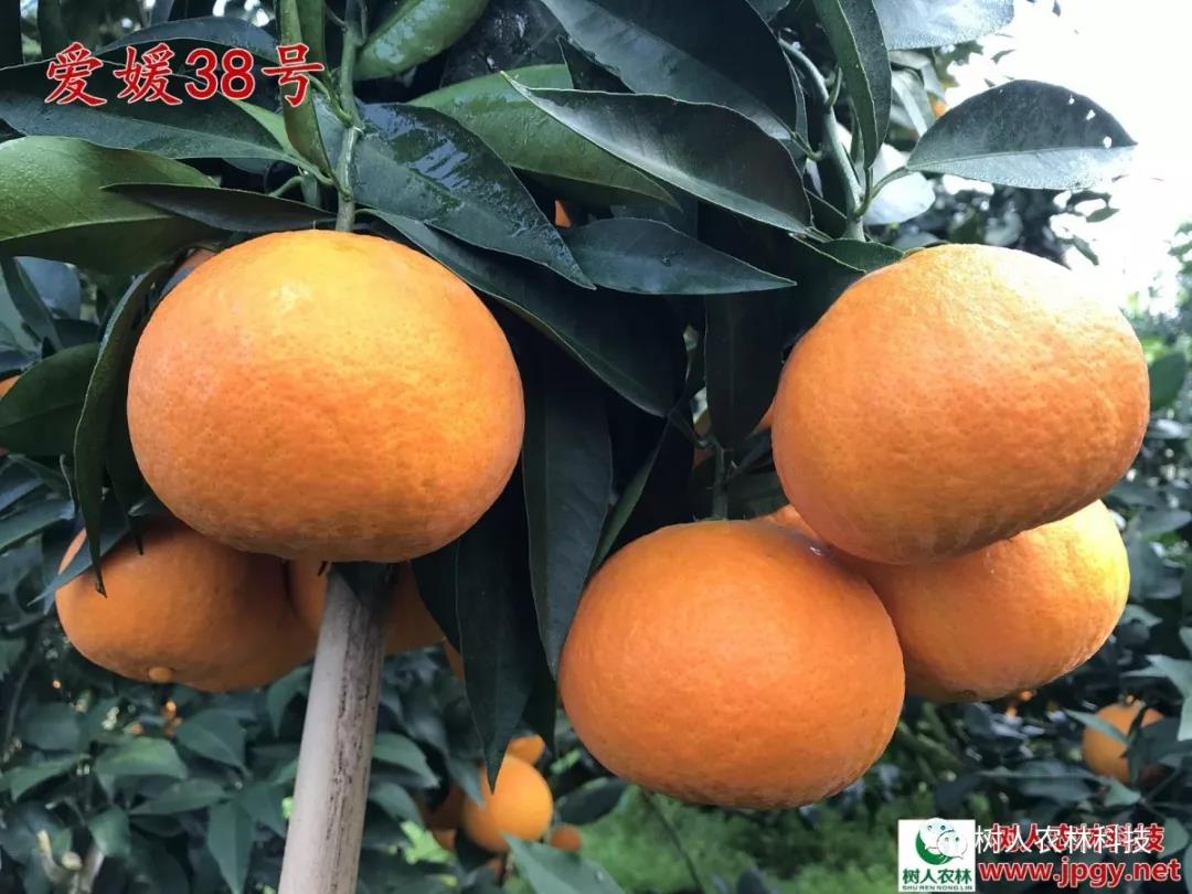 湖南樹人農林科技有限公司,湖南柑橘品種銷售,中國果樹網,常綠果樹類哪里好