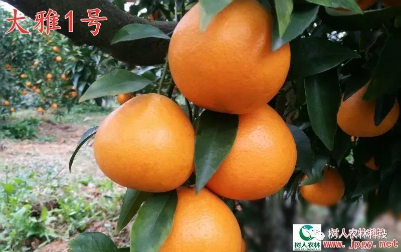 湖南樹人農林科技有限公司,湖南柑橘品種銷售,中國果樹網,常綠果樹類哪里好
