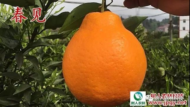 湖南樹人農林科技有限公司,湖南柑橘品種銷售,中國果樹網,常綠果樹類哪里好