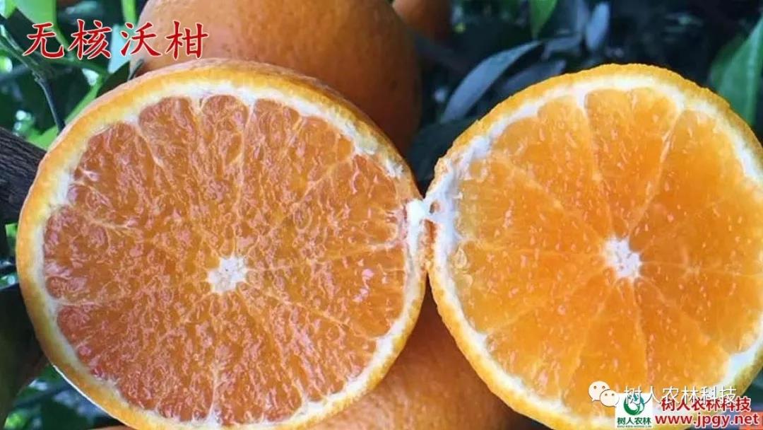 湖南樹人農林科技有限公司,湖南柑橘品種銷售,中國果樹網,常綠果樹類哪里好