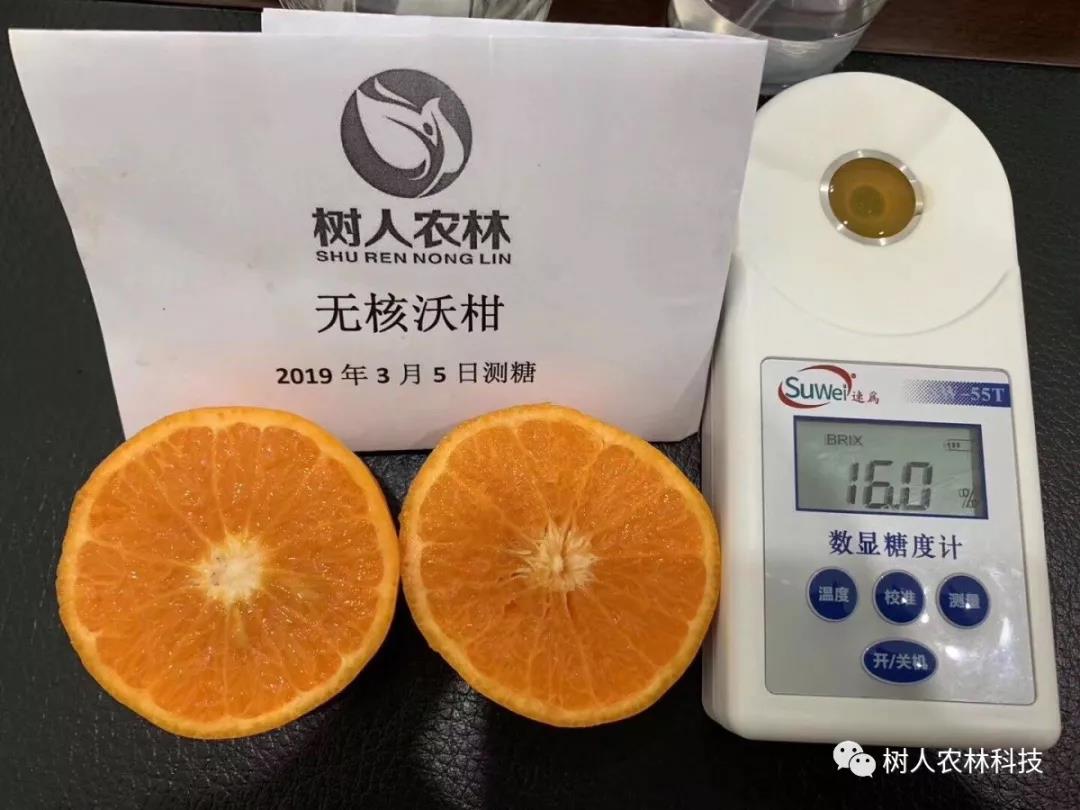 湖南樹人農林科技有限公司,湖南柑橘品種銷售,中國果樹網,常綠果樹類哪里好