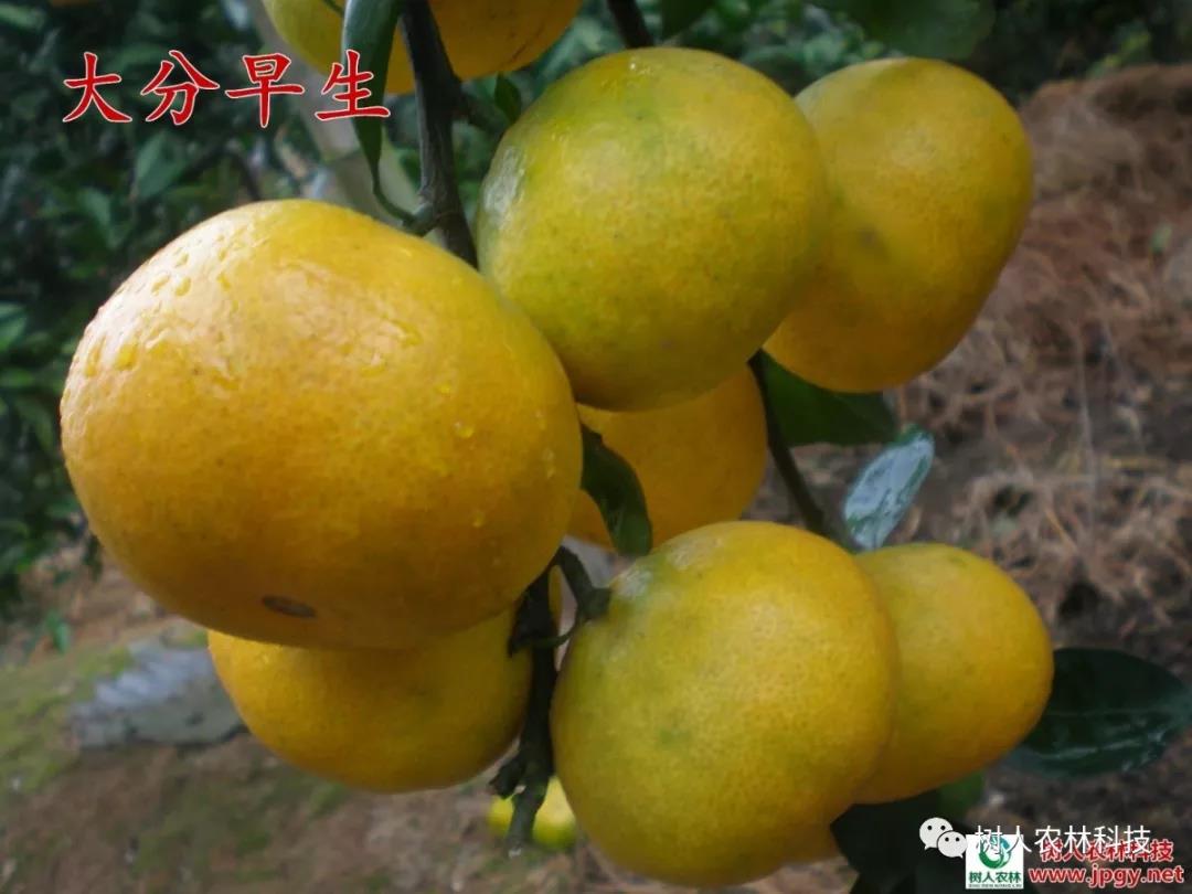 湖南樹人農林科技有限公司,湖南柑橘品種銷售,中國果樹網,常綠果樹類哪里好