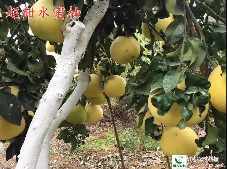 湖南樹人農林科技有限公司,湖南柑橘品種銷售,中國果樹網,常綠果樹類哪里好