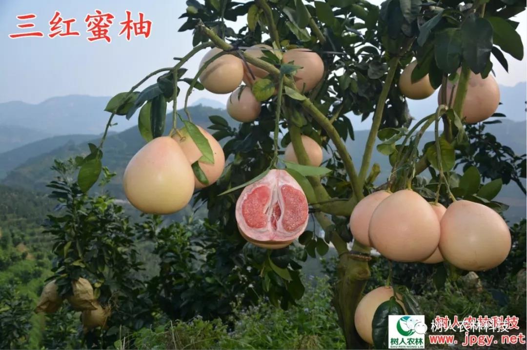 湖南樹人農林科技有限公司,湖南柑橘品種銷售,中國果樹網,常綠果樹類哪里好