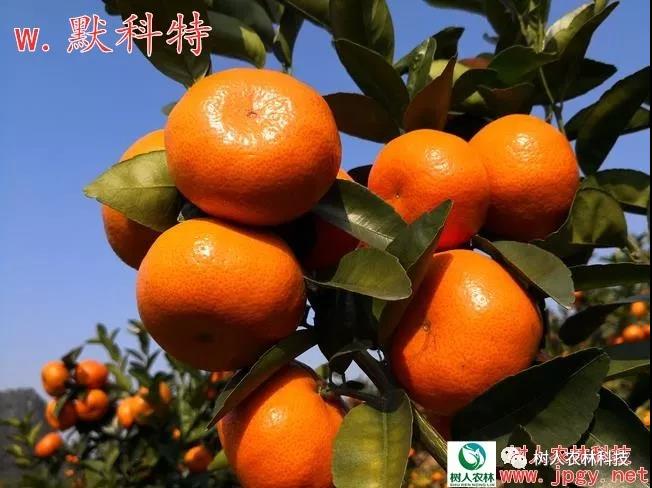 湖南樹人農林科技有限公司,湖南柑橘品種銷售,中國果樹網,常綠果樹類哪里好