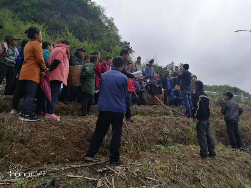 湖南樹(shù)人農(nóng)林科技有限公司,湖南柑橘品種銷售,中國(guó)果樹(shù)網(wǎng),常綠果樹(shù)類哪里好