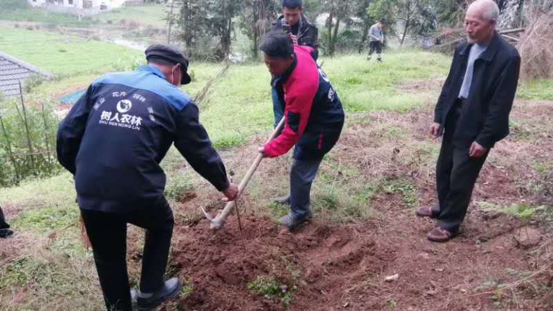 湖南樹人農林科技有限公司,湖南柑橘品種銷售,中國果樹網,常綠果樹類哪里好