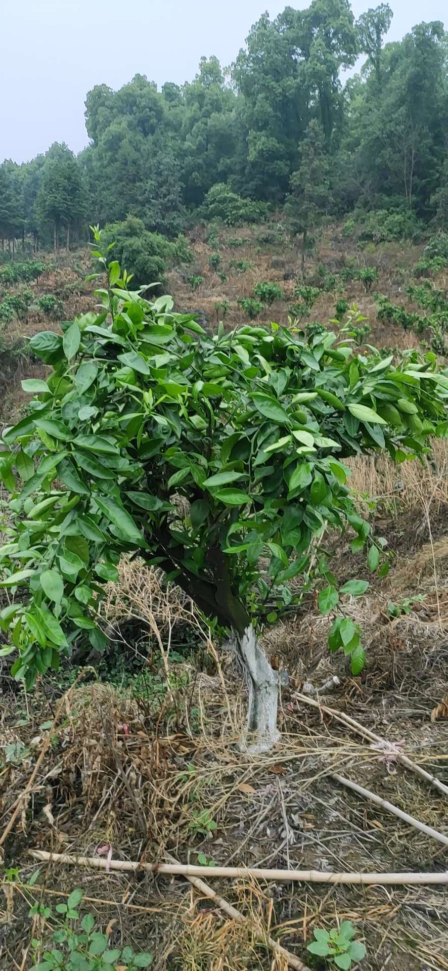 湖南樹人農林科技有限公司,湖南柑橘品種銷售,中國果樹網,常綠果樹類哪里好