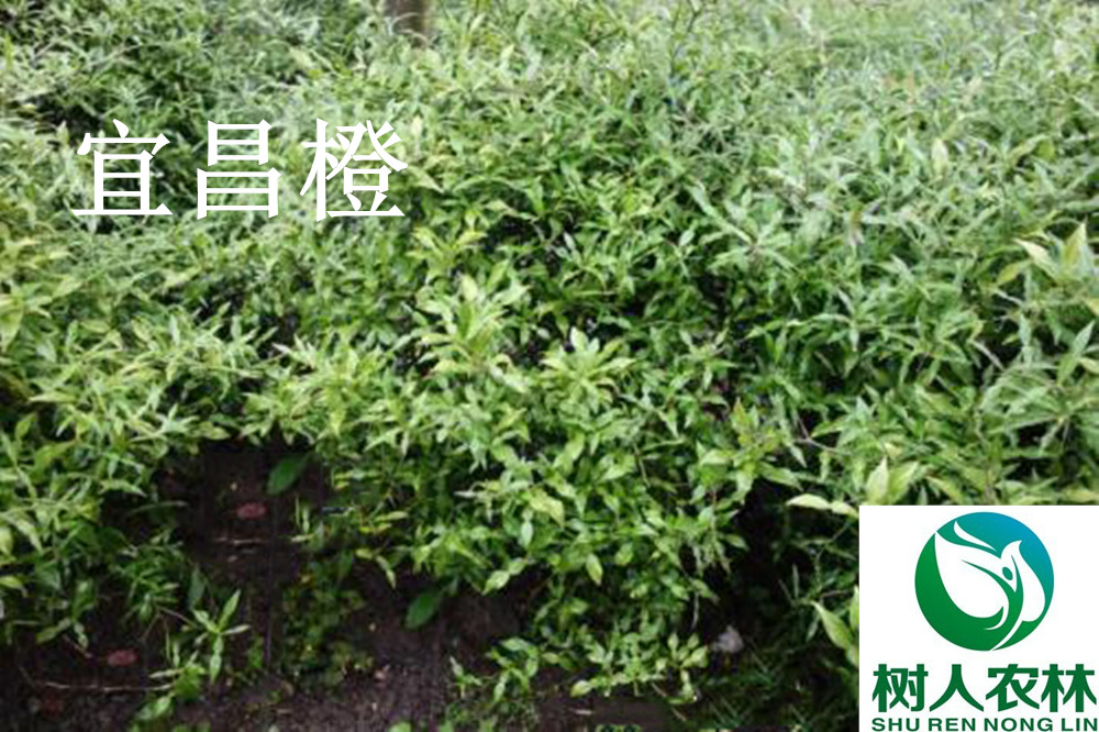 湖南樹人農(nóng)林科技有限公司,湖南柑橘品種銷售,中國果樹網(wǎng),常綠果樹類哪里好