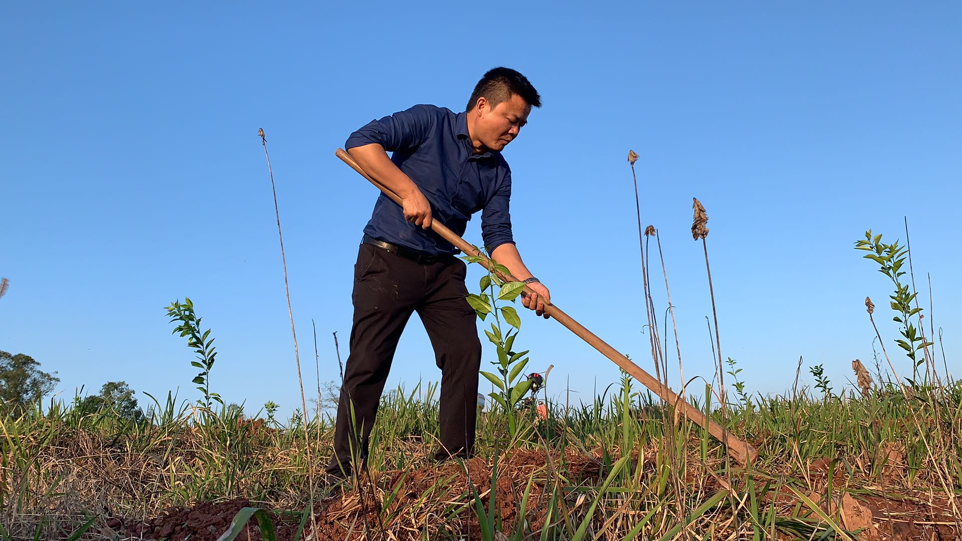 湖南樹(shù)人農(nóng)林科技有限公司,湖南柑橘品種銷(xiāo)售,中國(guó)果樹(shù)網(wǎng),常綠果樹(shù)類(lèi)哪里好