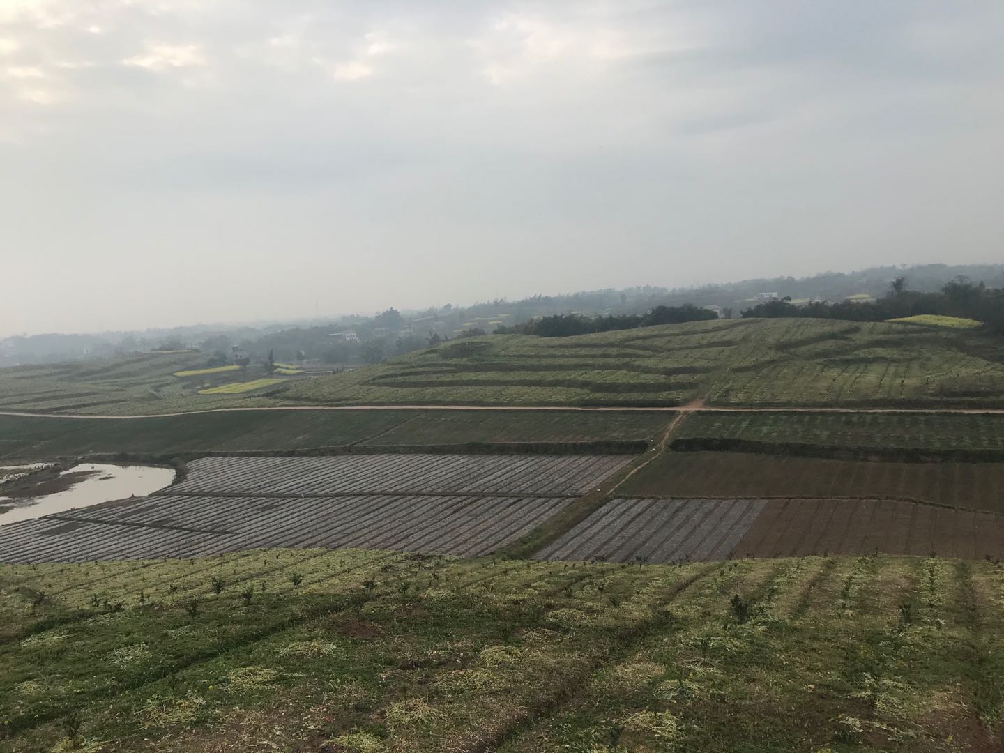 湖南樹(shù)人農(nóng)林科技有限公司,湖南柑橘品種銷(xiāo)售,中國(guó)果樹(shù)網(wǎng),常綠果樹(shù)類(lèi)哪里好