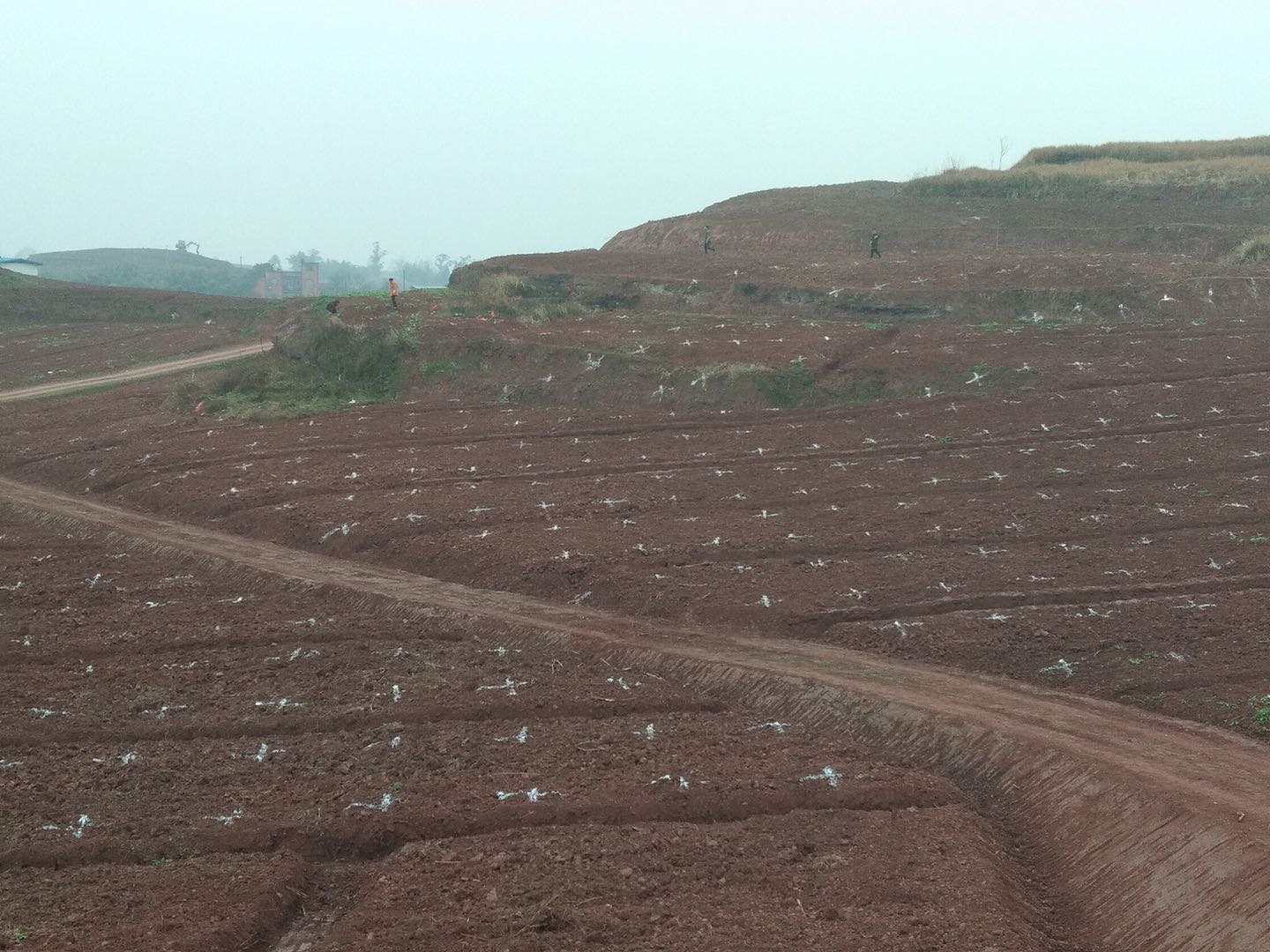 湖南樹(shù)人農(nóng)林科技有限公司,湖南柑橘品種銷(xiāo)售,中國(guó)果樹(shù)網(wǎng),常綠果樹(shù)類(lèi)哪里好