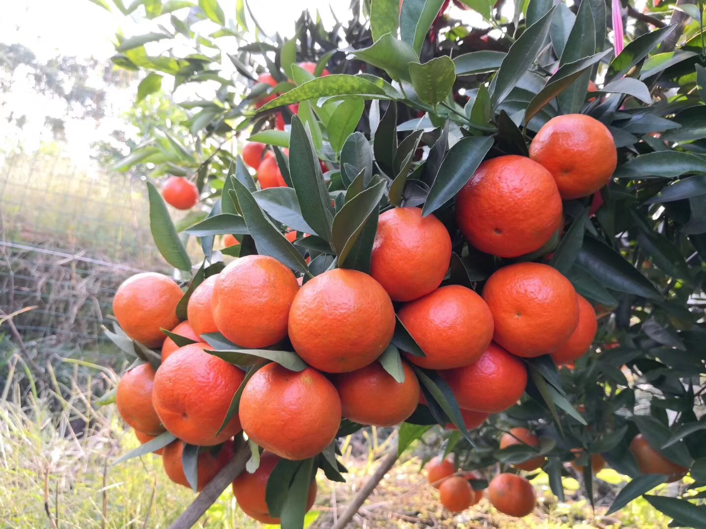 湖南樹(shù)人農(nóng)林科技有限公司,湖南柑橘品種銷(xiāo)售,中國(guó)果樹(shù)網(wǎng),常綠果樹(shù)類(lèi)哪里好