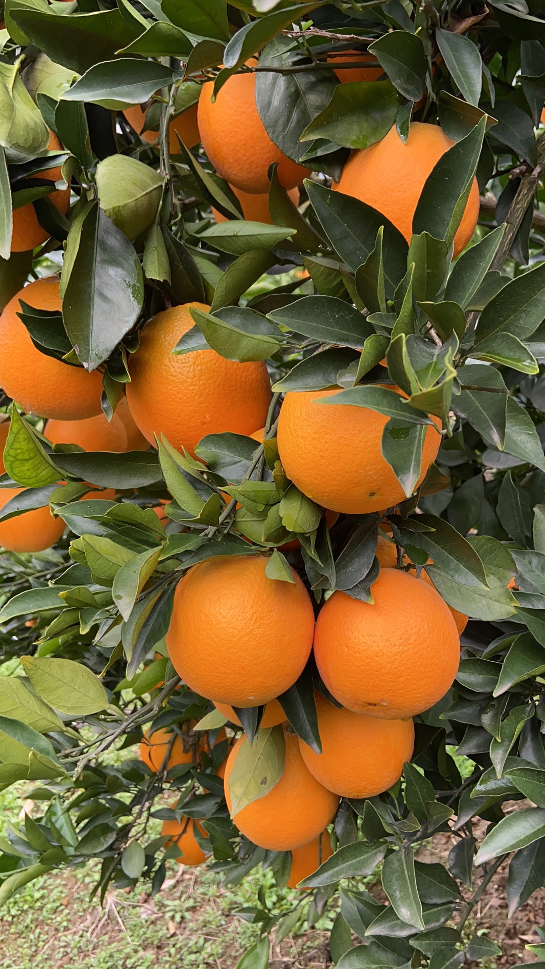 湖南樹(shù)人農(nóng)林科技有限公司,湖南柑橘品種銷(xiāo)售,中國(guó)果樹(shù)網(wǎng),常綠果樹(shù)類(lèi)哪里好