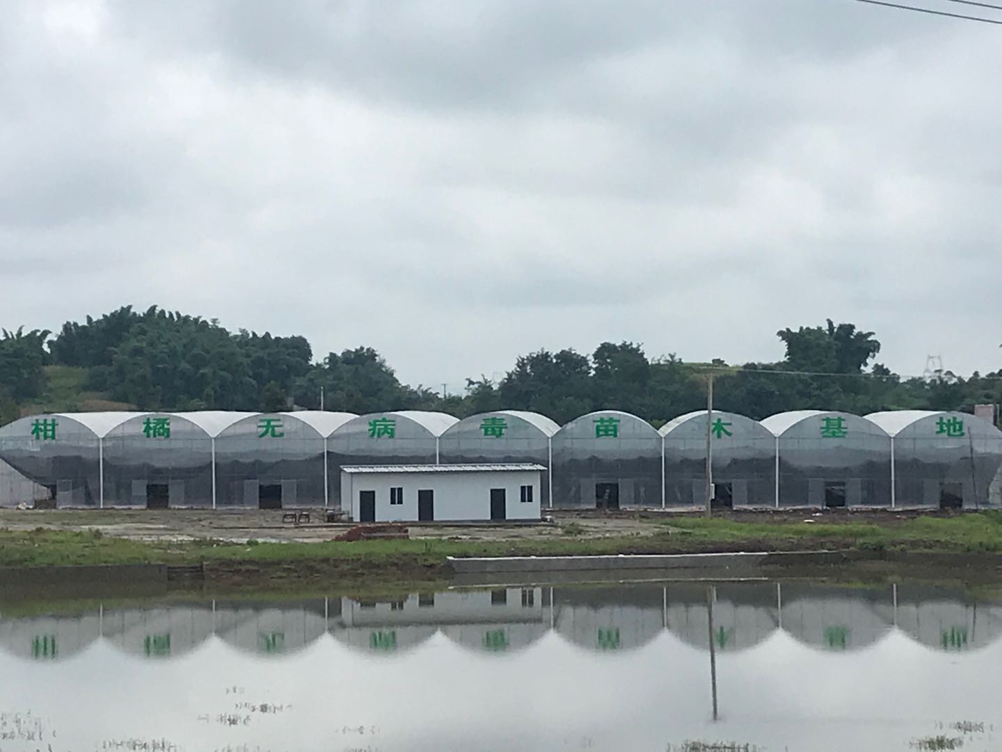 湖南樹(shù)人農(nóng)林科技有限公司,湖南柑橘品種銷(xiāo)售,中國(guó)果樹(shù)網(wǎng),常綠果樹(shù)類(lèi)哪里好