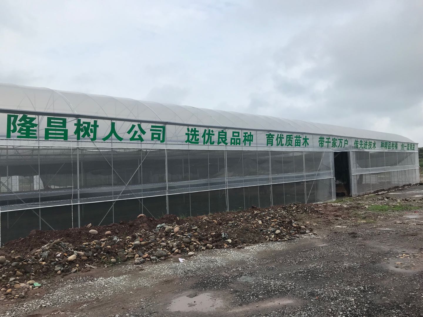 湖南樹(shù)人農(nóng)林科技有限公司,湖南柑橘品種銷(xiāo)售,中國(guó)果樹(shù)網(wǎng),常綠果樹(shù)類(lèi)哪里好