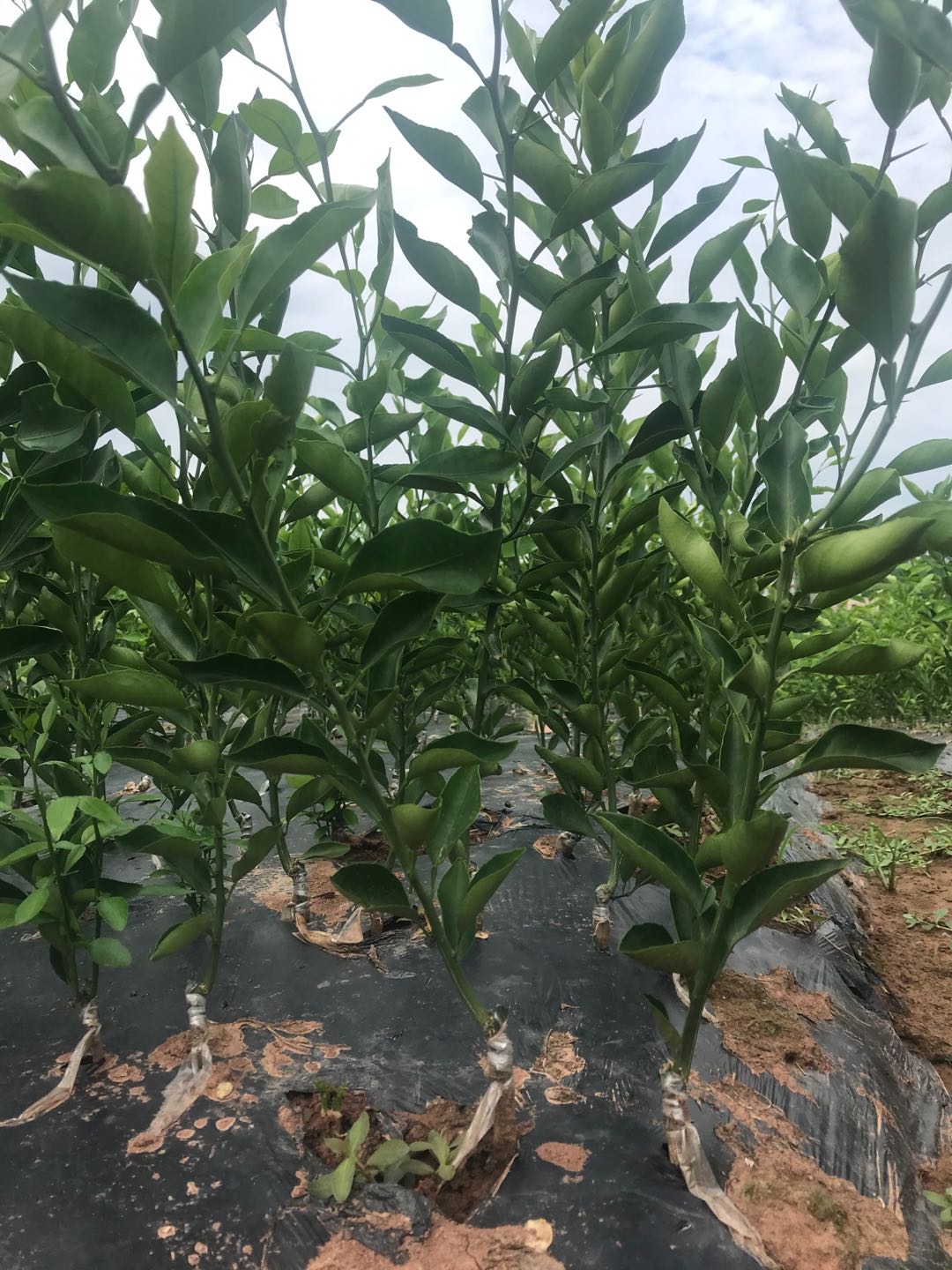 湖南樹(shù)人農(nóng)林科技有限公司,湖南柑橘品種銷(xiāo)售,中國(guó)果樹(shù)網(wǎng),常綠果樹(shù)類(lèi)哪里好