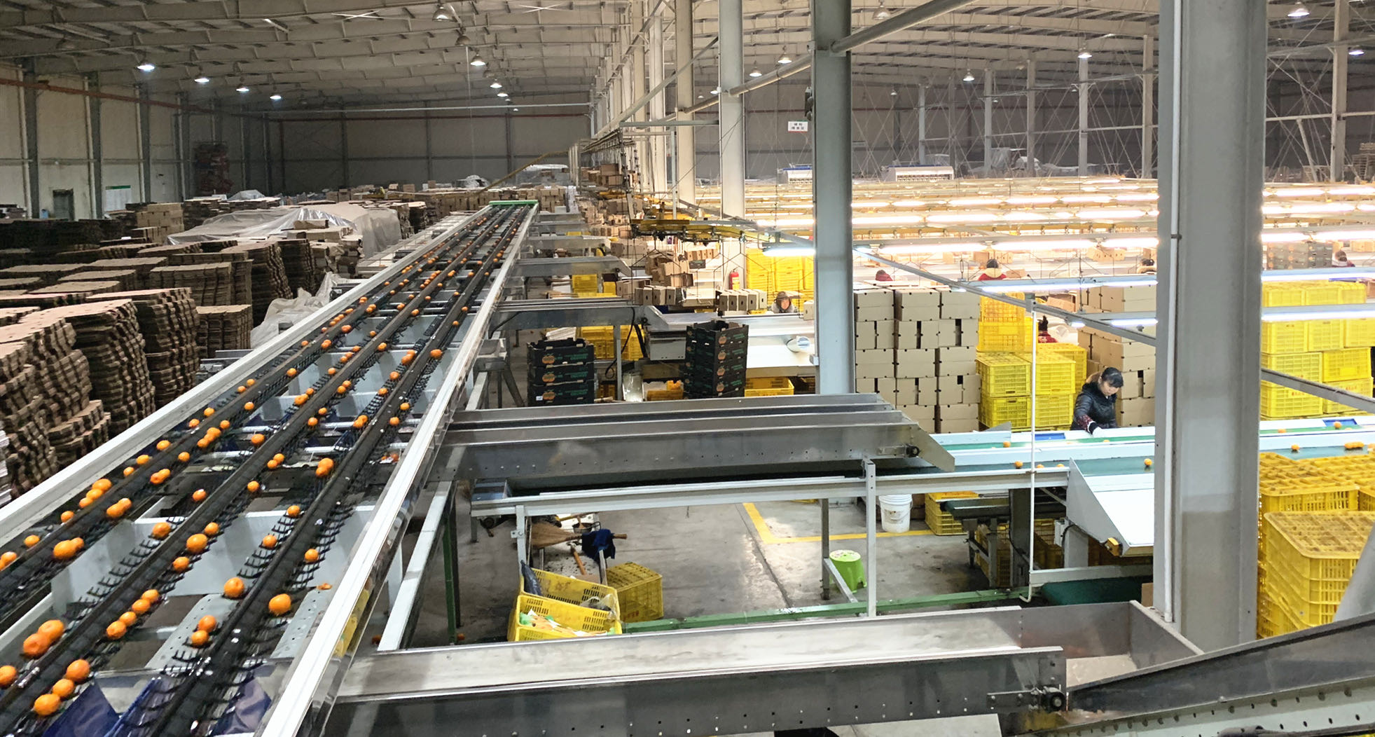 湖南樹(shù)人農(nóng)林科技有限公司,湖南柑橘品種銷(xiāo)售,中國(guó)果樹(shù)網(wǎng),常綠果樹(shù)類(lèi)哪里好