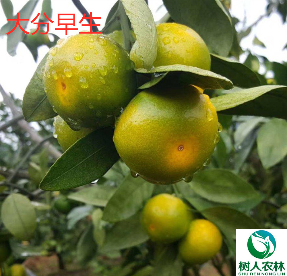 湖南樹人農林科技有限公司,湖南柑橘品種銷售,中國果樹網,常綠果樹類哪里好